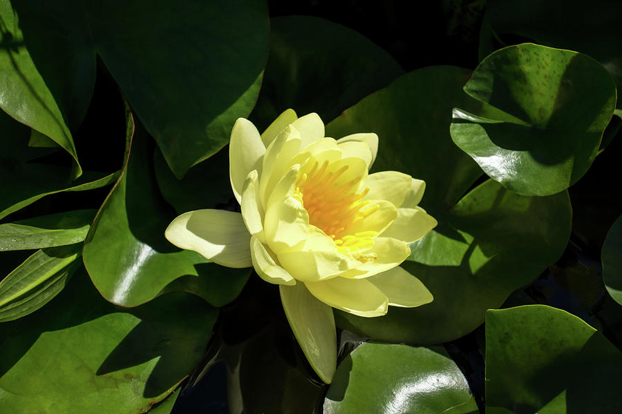 Fantabulous Waterlily - Chiaroscuro Reveal of a Cyber Yellow Beauty by Georgia Mizuleva Fantabulous Waterlily - Chiaroscuro Reveal of a Cyber Yellow Beauty by Georgia Mizuleva