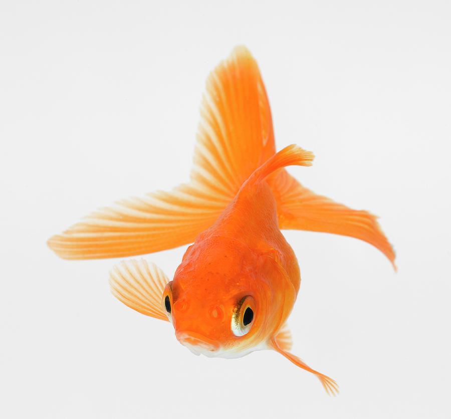 Fantail Goldfish Carassius Auratus Photograph by Don Farrall