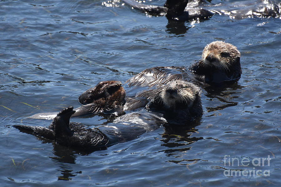 Fantastic Capture of Sea Otters on Their Backs in California Photograph ...