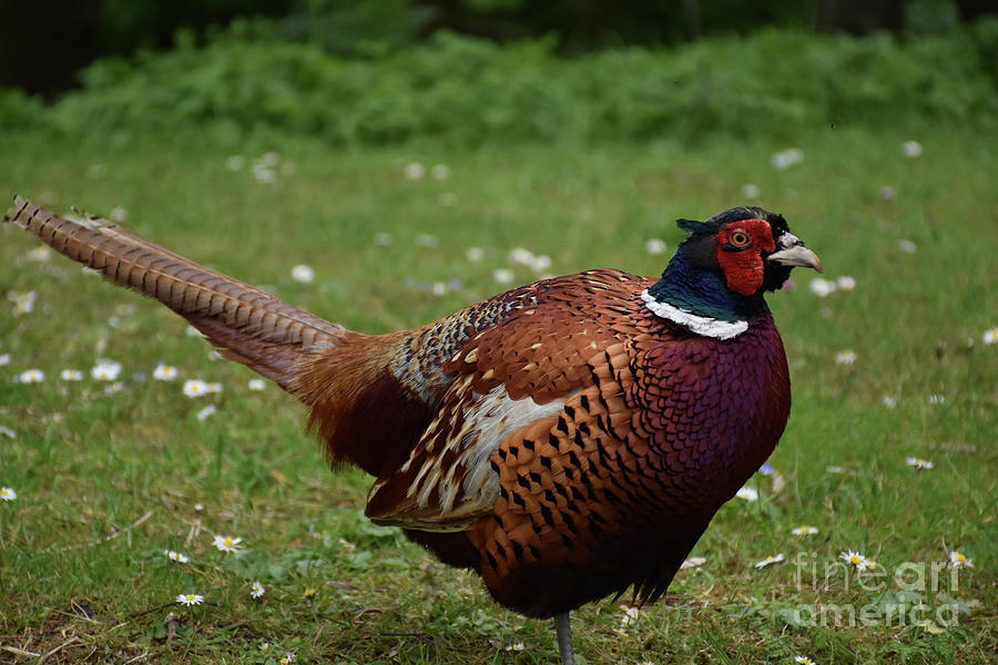 Fantastic Close Up Look at a Pheasant in the UK Photograph by DejaVu ...