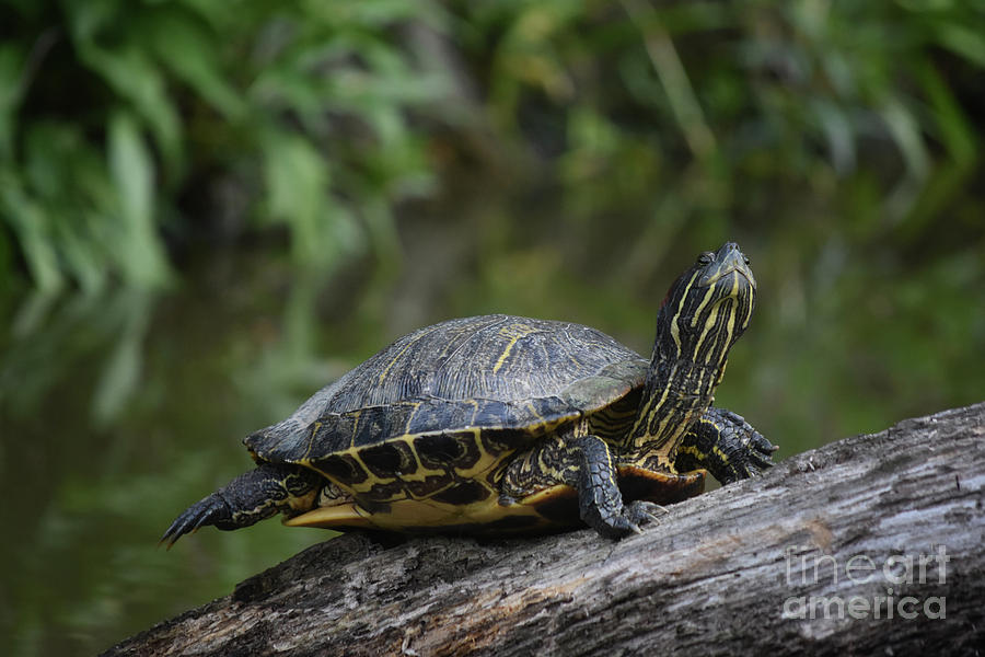 Fantastic Close Up Look at a Turtle on a Log Photograph by DejaVu ...