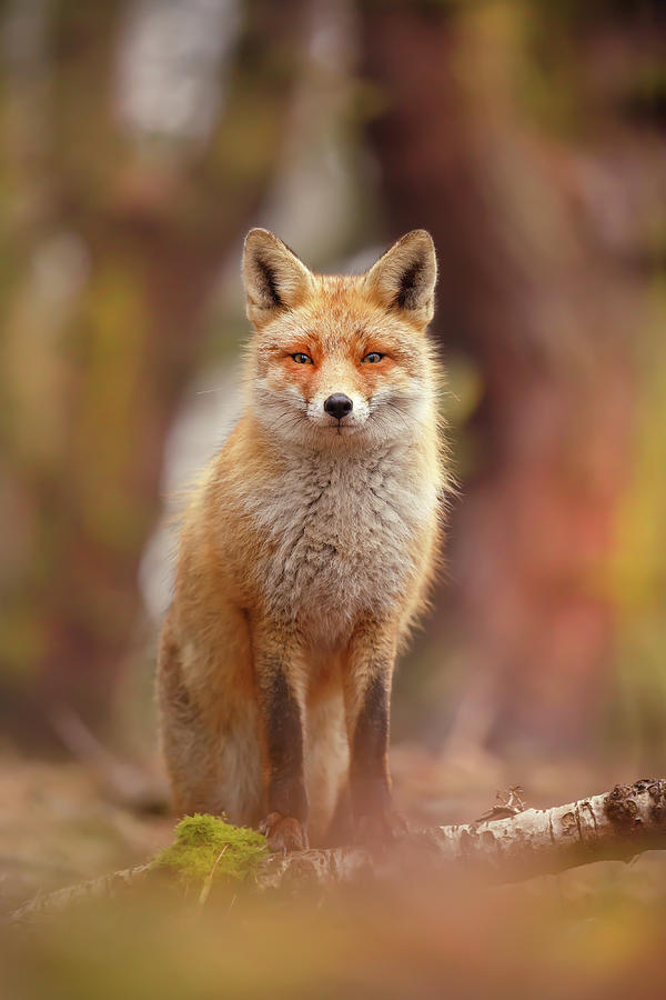 Animal Photograph - Fantastic Mrs. Fox by Roeselien Raimond