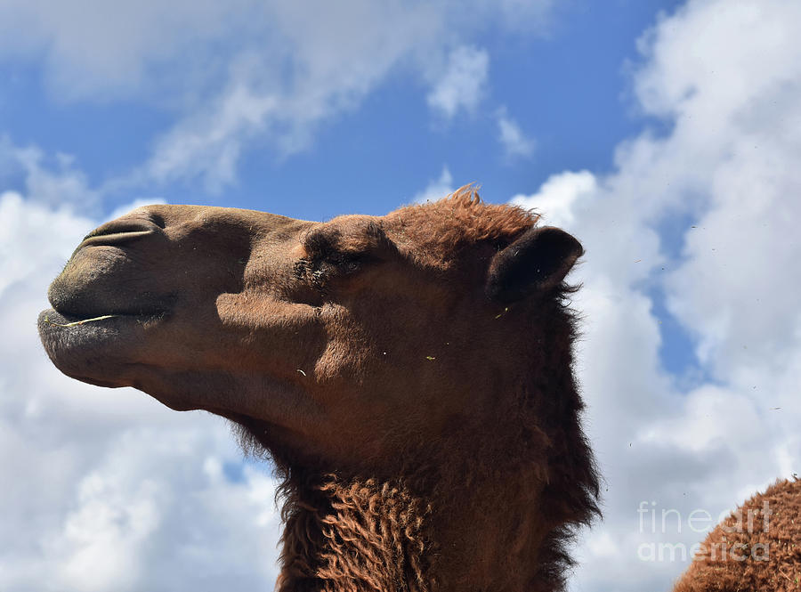 Fantastic Profile of a Shaggy Camel Agains Cloudy Skies Photograph by DejaVu Designs