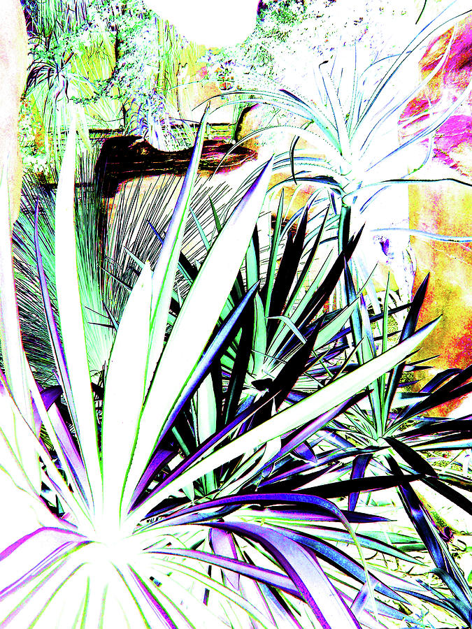 Desert Window by Toni Leland Desert Window by Toni Leland
