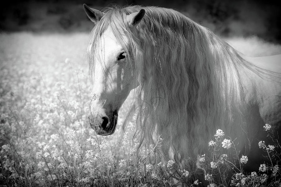 Horse Photograph - Fantasy Dreams by Athena Mckinzie
