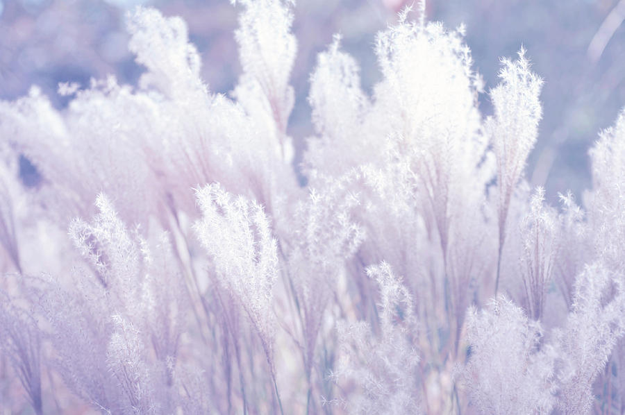 Fantasy Grass Dreams Boho Style 1 Photograph by Jenny Rainbow