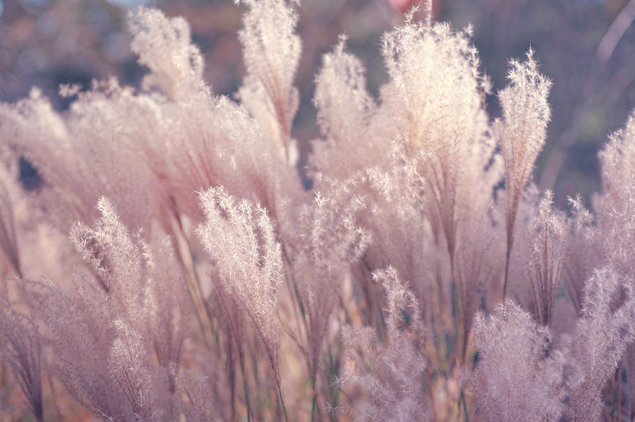 Fantasy Grass Dreams Boho Style Photograph by Jenny Rainbow