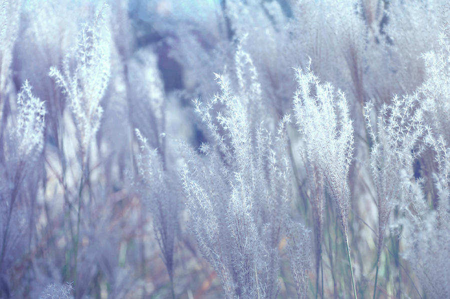 Fantasy Grass Dreams in Blue 1 Photograph by Jenny Rainbow