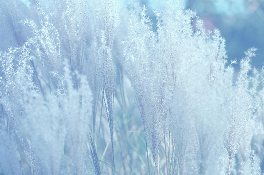 Fantasy Grass Dreams in Blue Photograph by Jenny Rainbow