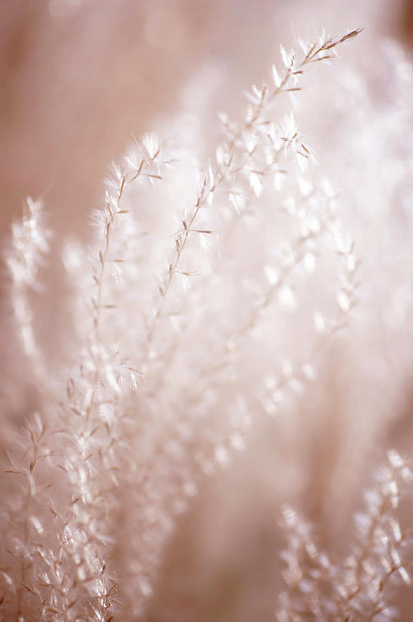 Fantasy Grass Dreams in Light Photograph by Jenny Rainbow
