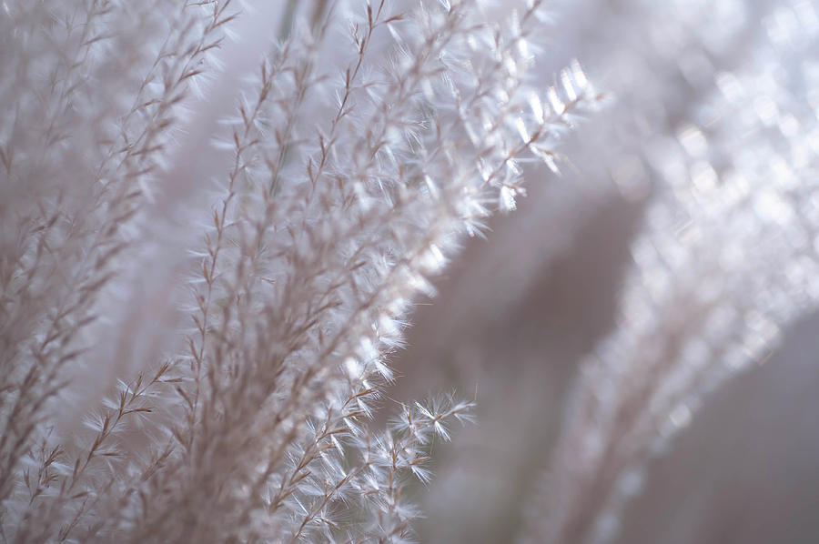 Fantasy Grass Dreams In Neutral Color 1 Photograph by Jenny Rainbow