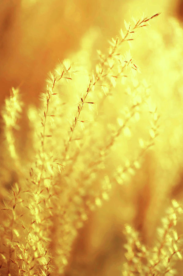 Fantasy Grass Dreams in Old Gold Photograph by Jenny Rainbow