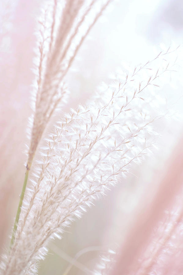 Fantasy Grass Dreams in Pastel Colors Photograph by Jenny Rainbow
