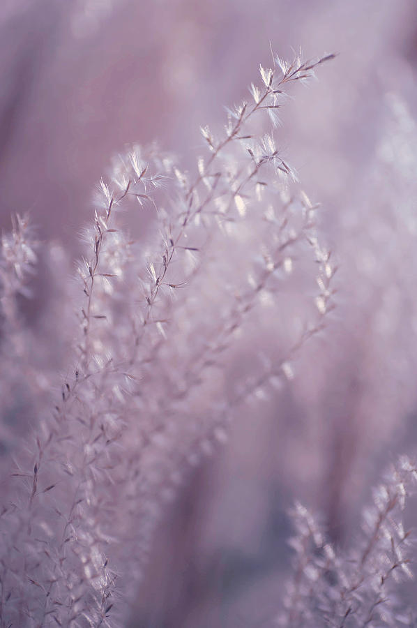Fantasy Grass Dreams in Purple Photograph by Jenny Rainbow