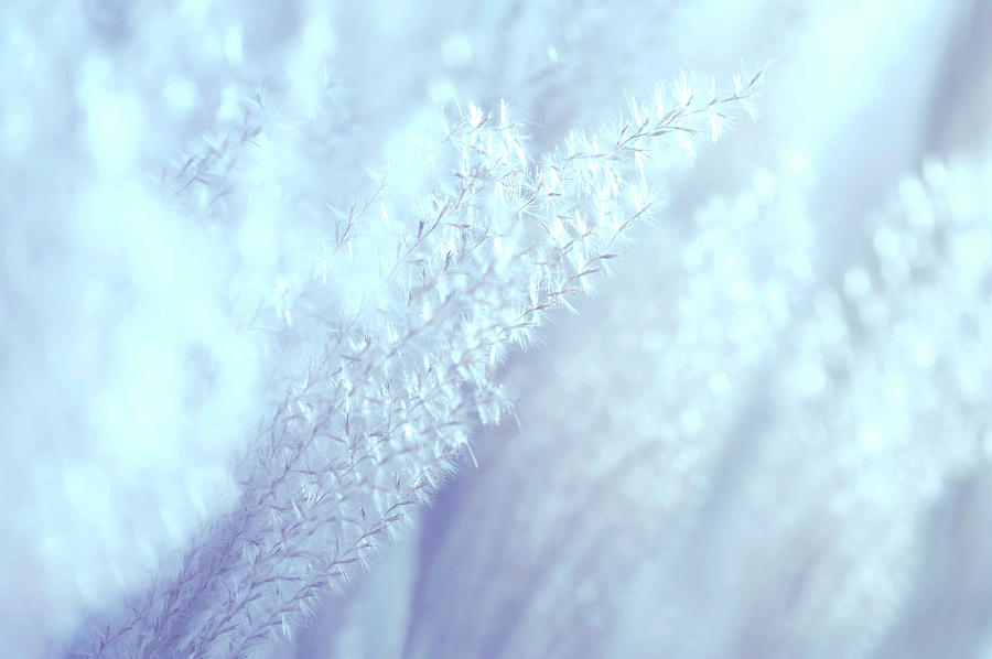 Fantasy Grass Dreams in Silver Blue Photograph by Jenny Rainbow