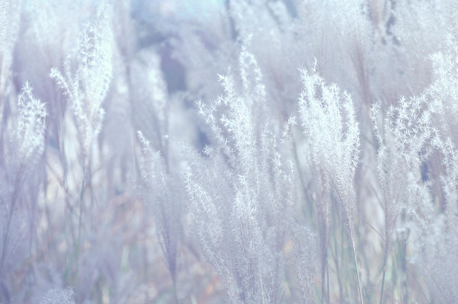 Fantasy Grass Dreams in Silver Photograph by Jenny Rainbow