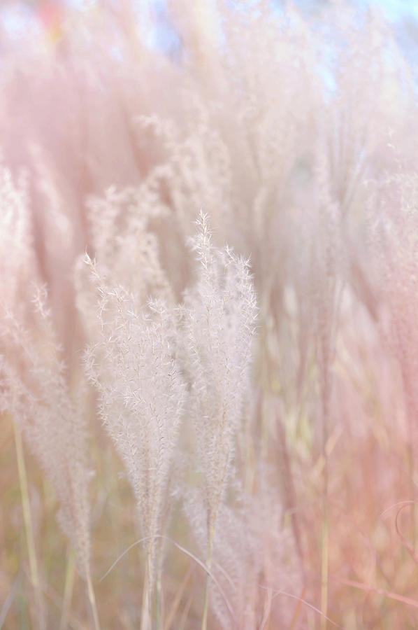 Fantasy Grass Dreams Photograph by Jenny Rainbow
