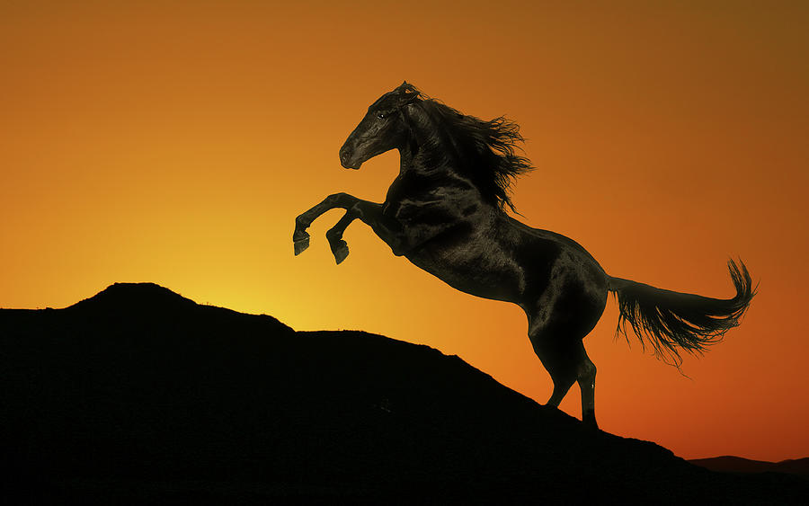 Fantasy Horses 01 Photograph by Bob Langrish - Fine Art America