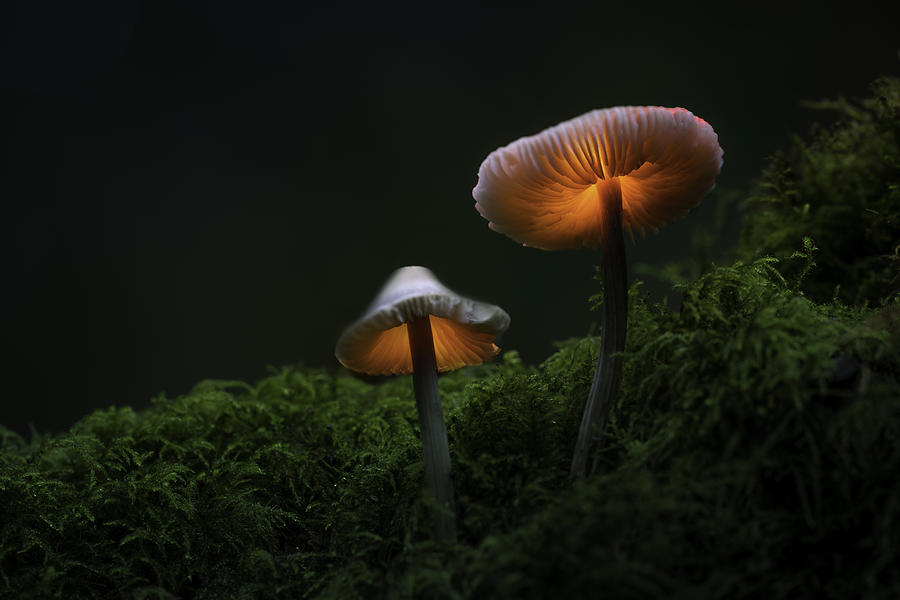 Mushroom Photograph - Fantasy Mushrooms by Kutub Uddin