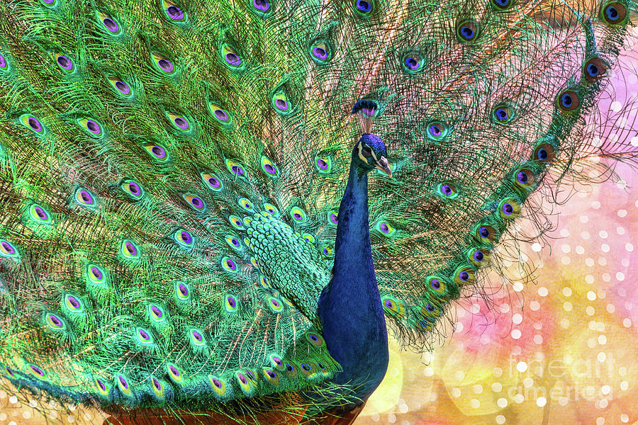 Fantasy Peacock Photograph by Mimi Ditchie