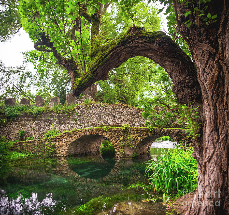 Fantasy River Bridge Tree Trunk Branch Photograph by Luca Lorenzelli