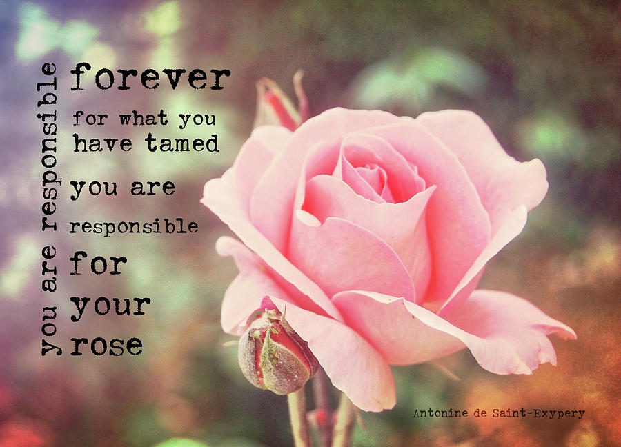 Fantin Latour Roses Quote Photograph By Jamart Photography