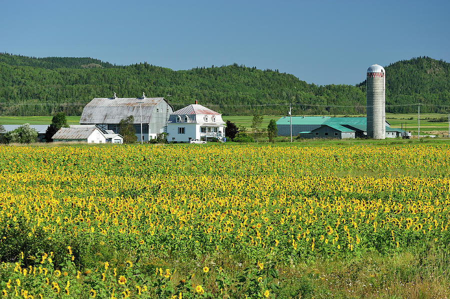 Farm & Sunflower Field Digital Art by Heeb Photos