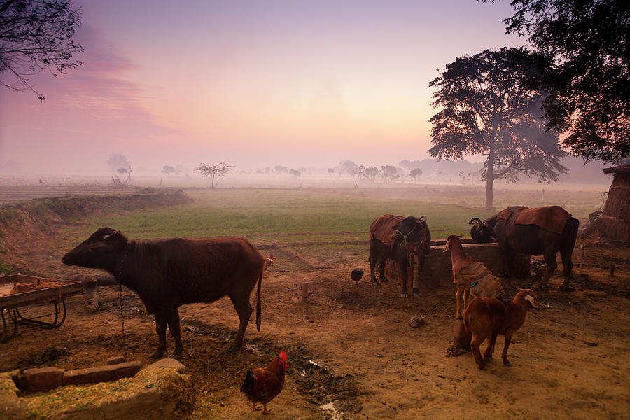 Farm Animals At Dawn, India Photograph by Adrian Pope