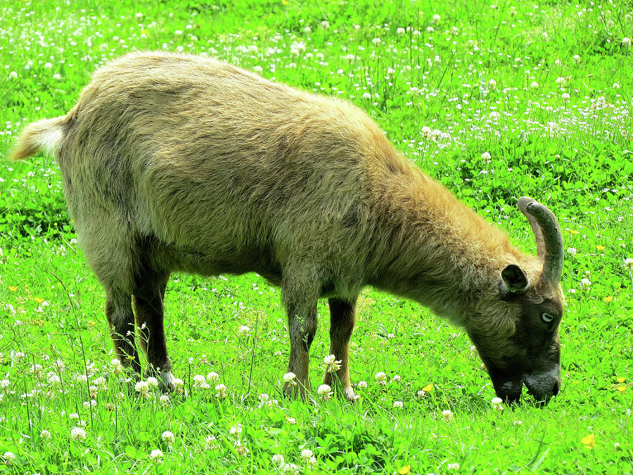 Farm Animals Five - Goat Photograph by Linda Stern