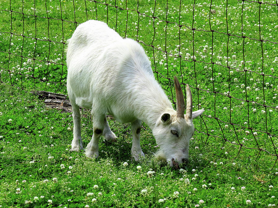 Farm Animals Four - White Goat Photograph by Linda Stern