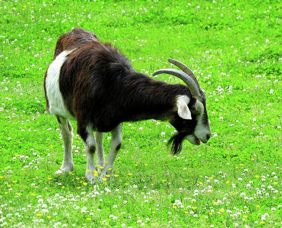 Farm Animals Three - Goat Photograph by Linda Stern
