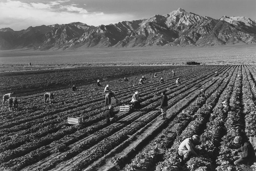 Farm, Farm Workers, Mt. Williamson In Photograph by Buyenlarge