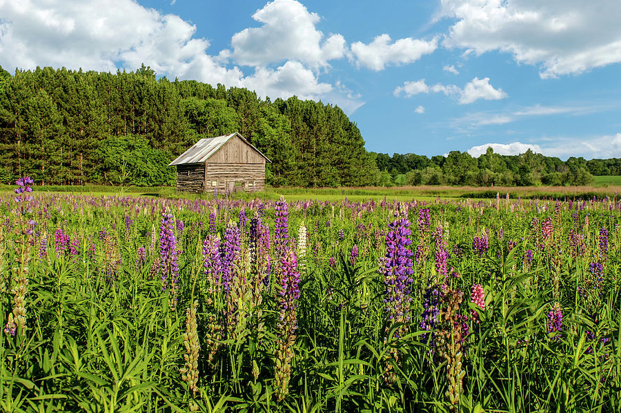 Farm Field of Lupines Photograph by Brook Burling