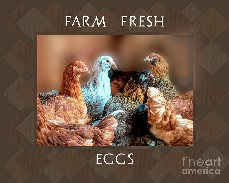 Farm Fresh Eggs Photograph
