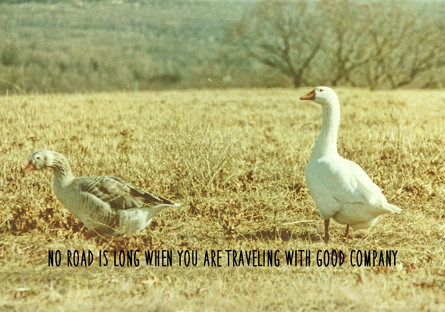 FARM GEESE quote Photograph by JAMART Photography