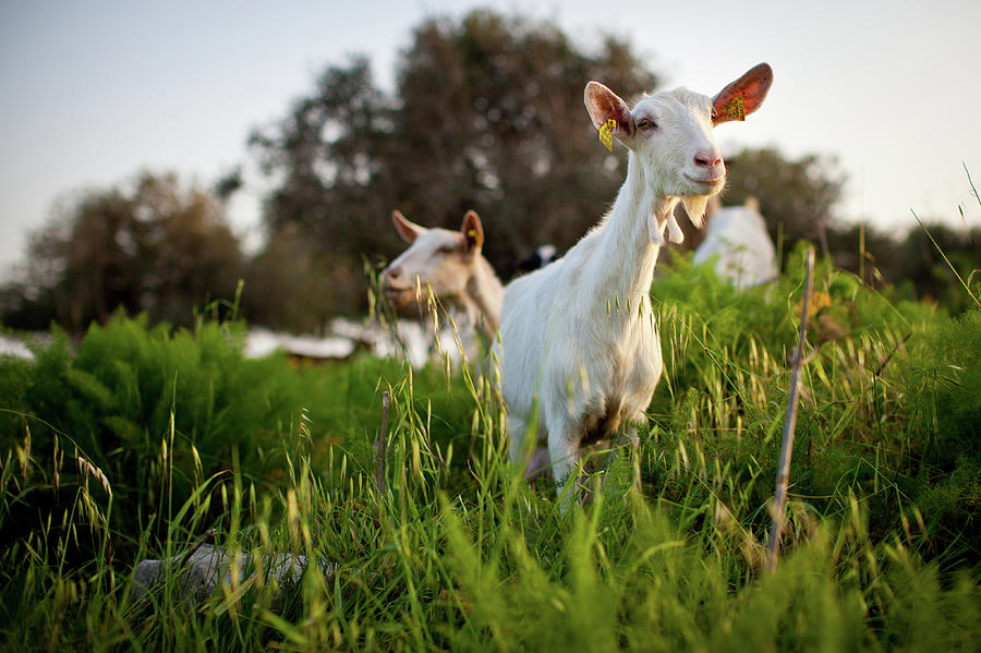 Farm Goat Animal In Spring Green Grass Photograph by Gege Gatt (www.gegegatt.com)