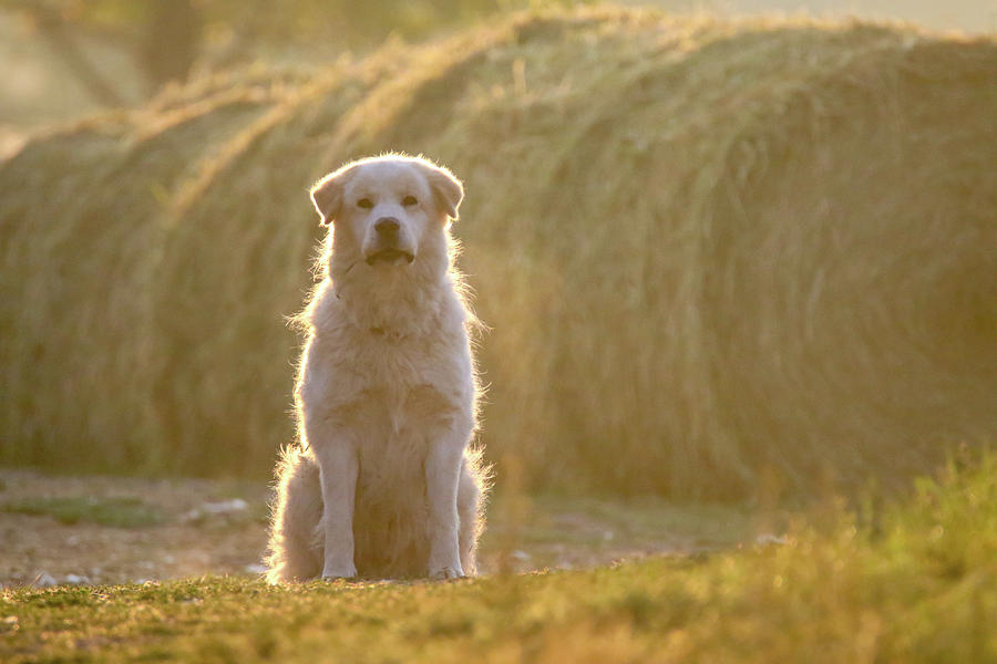 Farm Guard dog Photograph by Brook Burling