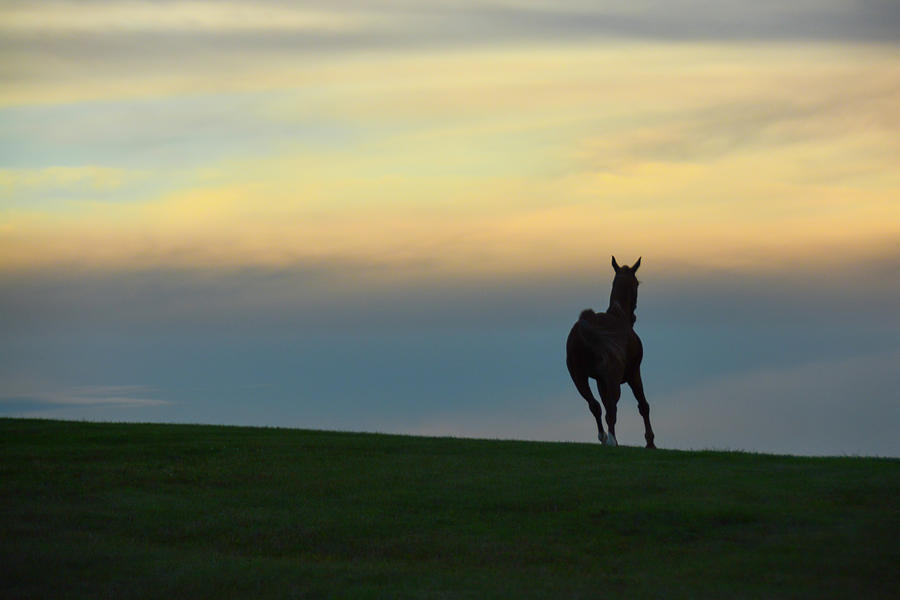 Farm Horse at Sunset Photograph by Tana Reiff