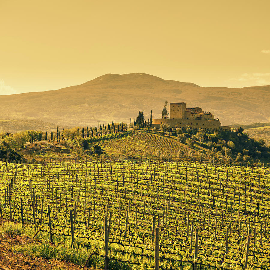 Farm Tuscany Vineyard Photograph by Deimagine