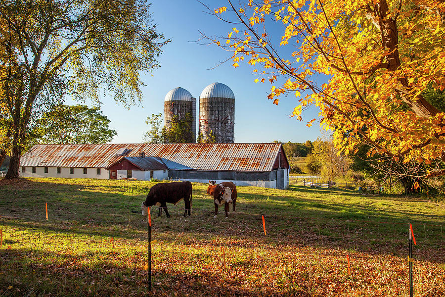 Farm With Cows & Silos, Beekman, Ny Digital Art by Milton Photography