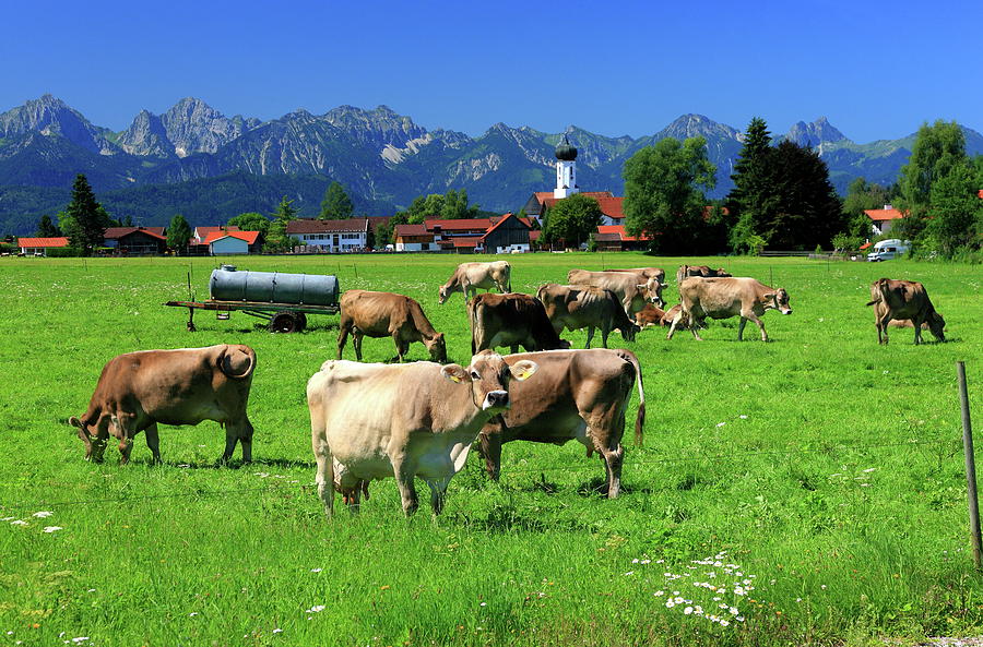 Farm With Cows In The Alps Digital Art by Gunter Grafenhain