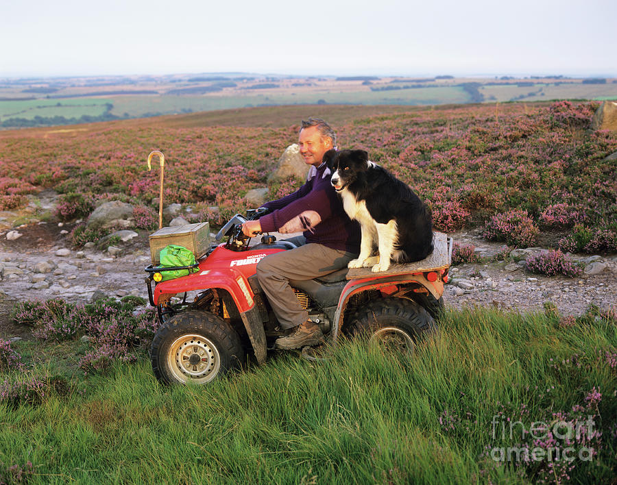 Northumberland National Park Photograph - Farmer And Dog by Simon Fraser/science Photo Library