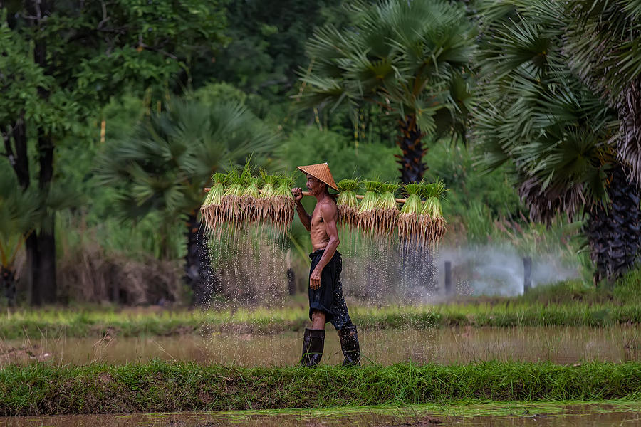 Portrait Photograph - Farmer Are Planting Rice In The Rainy Season by Visoot2020@gmail.com