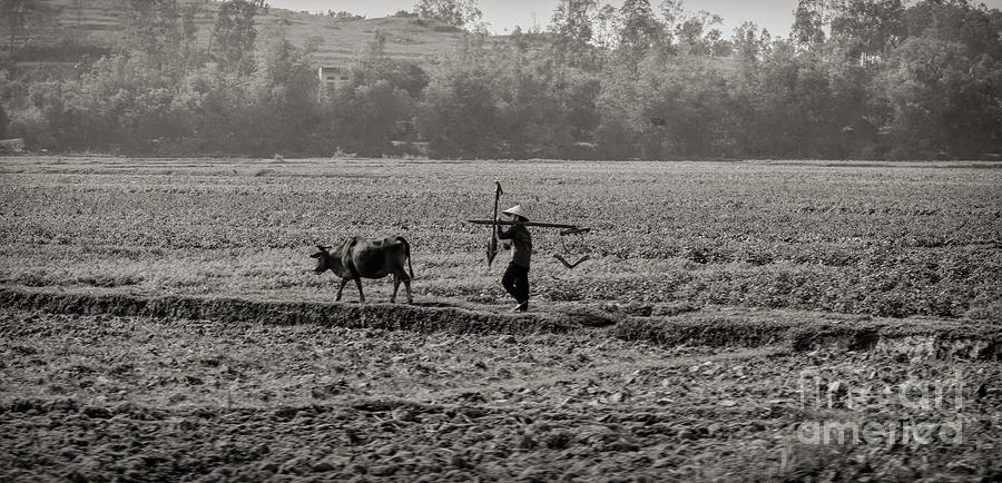 Farmer Asian Ox and Hoe Photograph by Chuck Kuhn