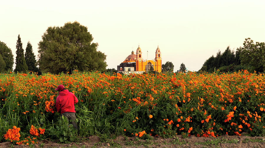 Farmer At Cempasuchil Flower Field With Church In Background, Mexico  Photograph by Cavan Images - Fine Art America