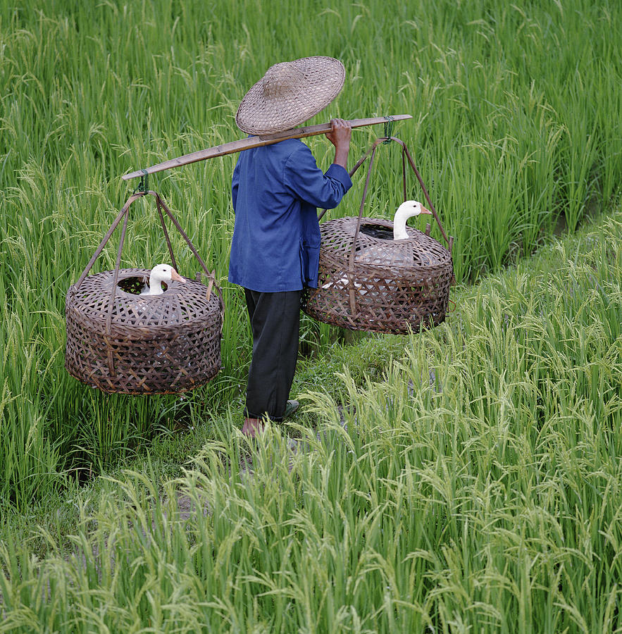 Farmer Carrying Geese In Baskets Photograph by Martin Puddy