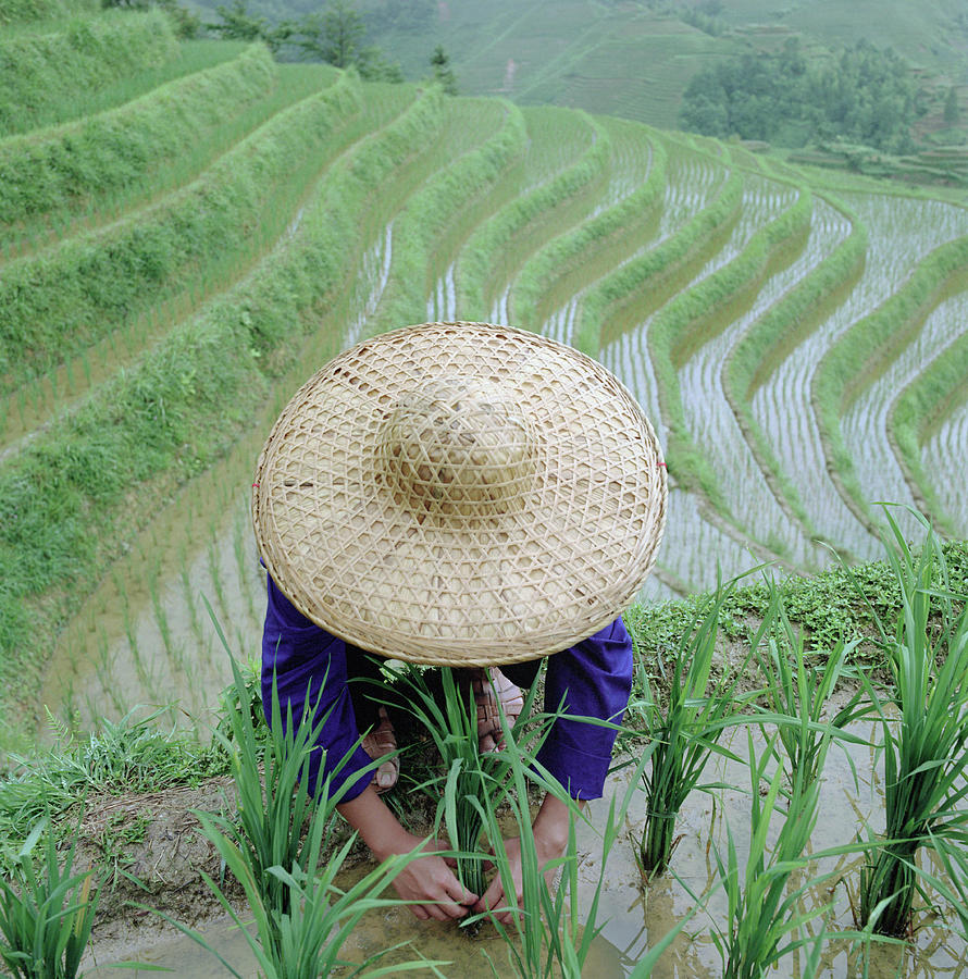 Farmer Cultivating Rice In Terraced Photograph by Martin Puddy