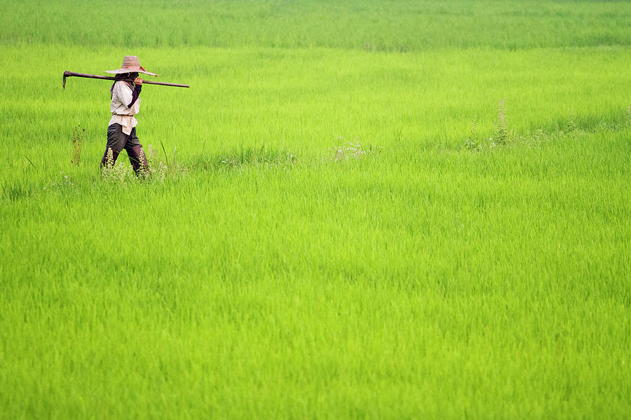 Farmer In The Rice Fields Photograph by Jean-claude Soboul