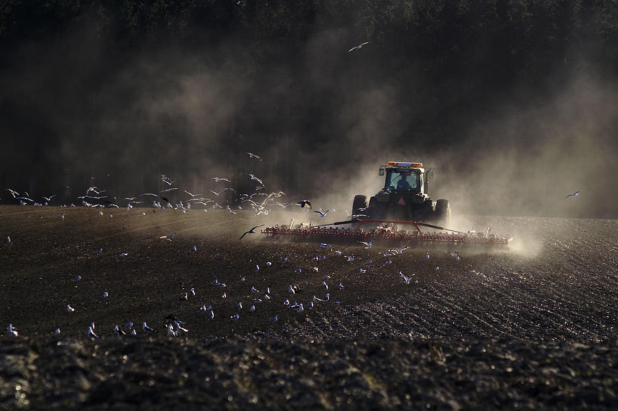 Bird Photograph - Farmer On The Field by Allan Wallberg