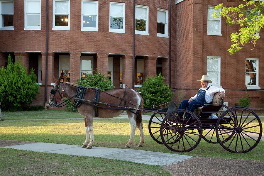 Farmer sits on donkey cart outside Courthouse Painting by Carol Highsmith
